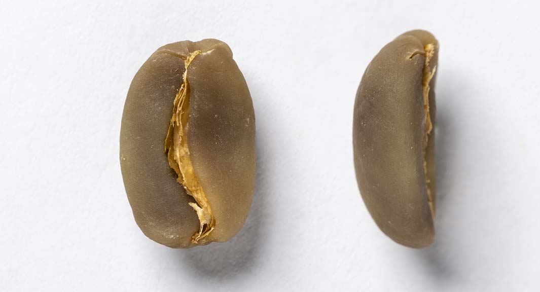  grains de café arabica